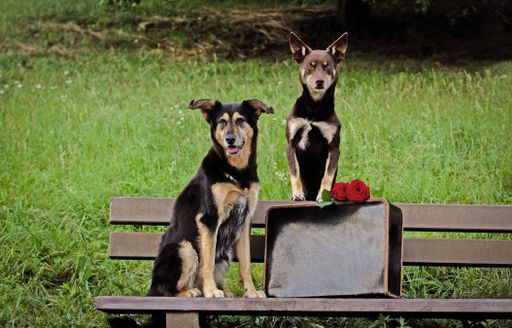 A German shepherd and an Australian kelpie on a bench in a field