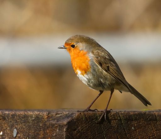 A European robin perched on a wooden surface against a blurred natural background, showcasing its vibrant red breast and delicate feathers.