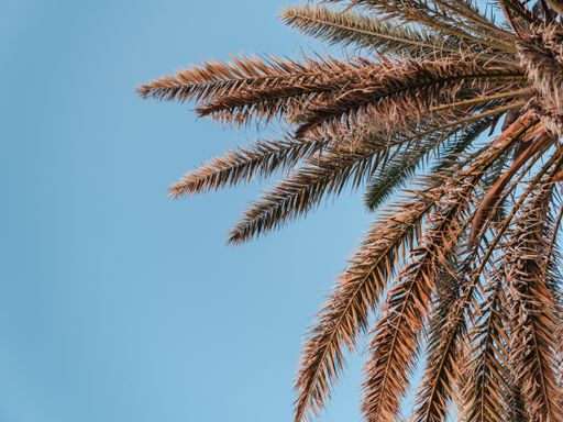 A low angle shot of a palm against the blue sky in Santorini, Greece