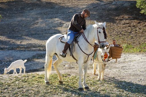 A farmer sees his mare pulling a donkey with a harness and a domestic goat in the background.