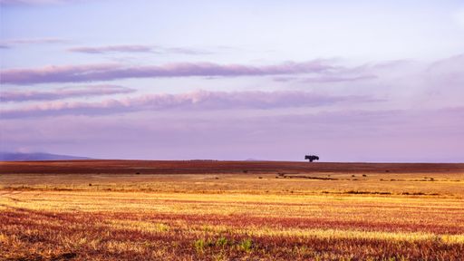 A mesmerizing shot of the purple sunset sky over the yellow fields