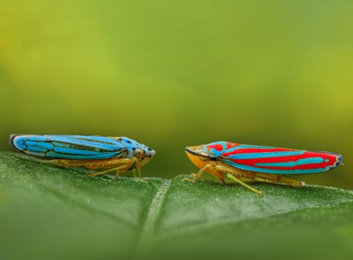 A closeup shot of blue leafhoppers on the plant