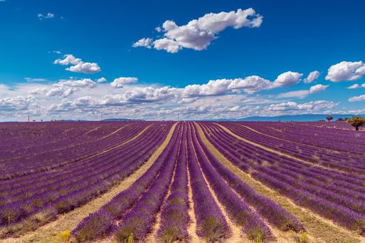 A beautiful lavender field in Valensole plateau, France