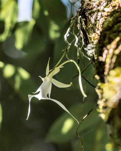 A vertical shot of a ghost orchid on a blurred background