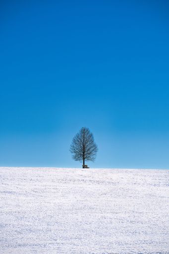 A solitary lime tree on a snowy hill under a clear blue sky in southern Germany.