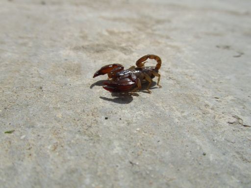 A closeup shot of a Euscorpius sicanus walking on a beach under the sunlight in Maltese Islands