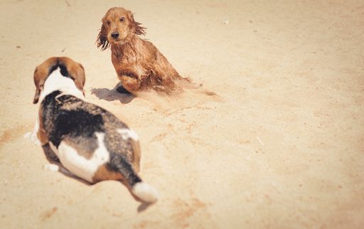 A scenic view of a beagle and a brown terrier playing on a sandy shore