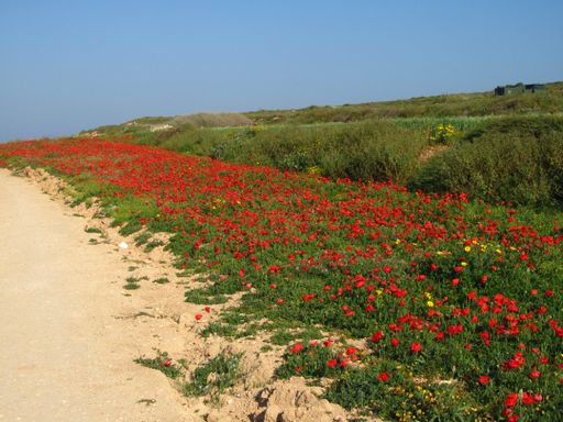 A beautiful field of Red Poppy plants blooming during spring
