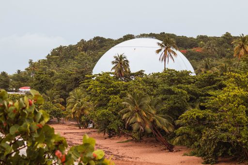 A tropical forest with palm trees on a cloudy day