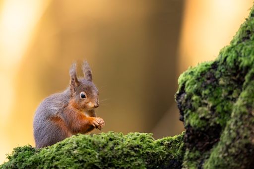 A red squirrel perched on a moss-covered branch with a soft golden background.