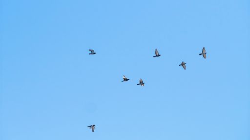 A low angle shot of a flock of birds flying in the blue sky
