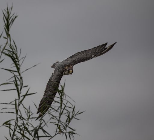 A large hawk flying in a gloomy sky