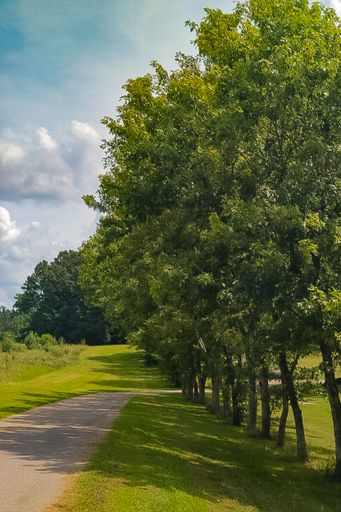 A vertical shot of beautiful tall green trees growing by a sidewalk on a sunny day