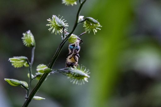 A scenic view of a bee perched on a flowering plant on a blurred background