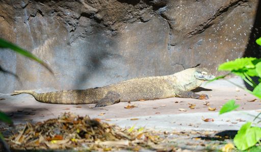 A Komodo dragon basking in the sun against a rocky backdrop, surrounded by greenery and fallen leaves.