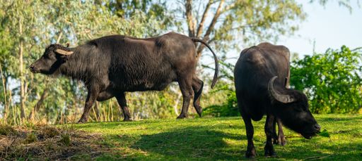 Two water buffalo grazing on a lush green field under a clear blue sky, surrounded by trees.