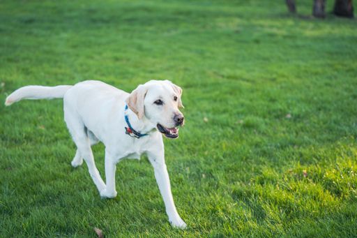 An adorable labrador dog playing on a field