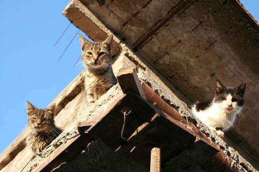 A low angle shot of three cats looking down from the roof