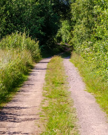 A vertical shot of a pathway in the middle of trees in Sweden