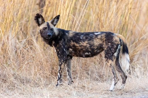 A closeup of an African wild dog in a meadow covered in dried grass