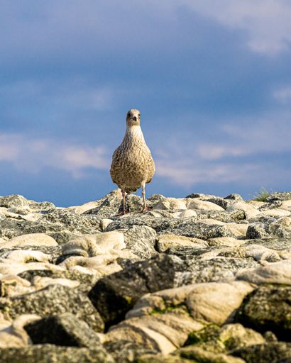 a vertical shot of ptarmigan on stones against cloudy sky under sunlight