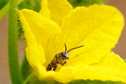 A macro shot of a bee on a bright yellow zucchini flower in a garden