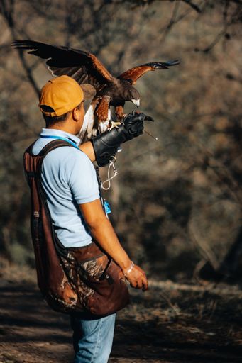 A falconer in a forest setting with a Harris's hawk perched on his gloved hand