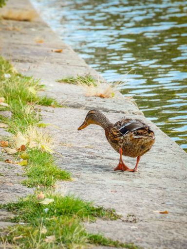 A back view of a cute brown duck walking on a lakeside stone on a sunny day