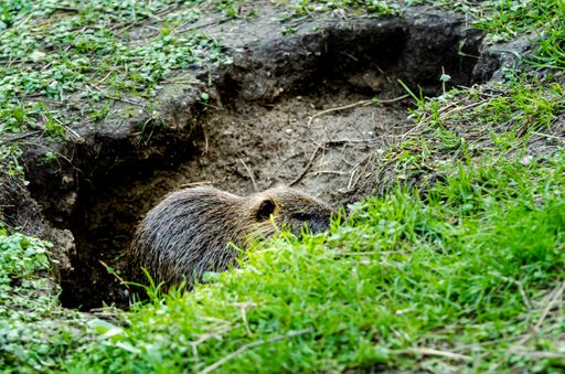 A closeup of a cute small nutria standing in a little cave surrounded by lush grass