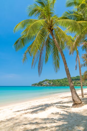 Kamala Beach with crystal clear water and coconut tree, famous tourist destination, Phuket, Thailand