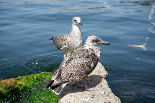 A selective focus shot of Thayer's gull birds perched on the rock in front of the sea