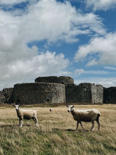 Sheep grazing in front of ancient stone ruins under a partly cloudy sky, capturing a serene rural landscape.