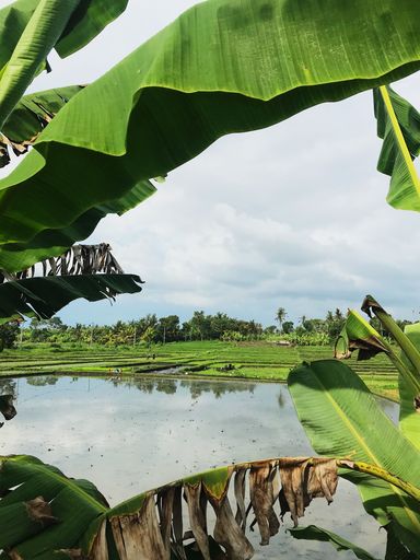 A serene view of lush green rice paddies framed by banana leaves under a cloudy sky, capturing the essence of rural agriculture.