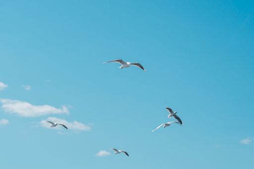 A colony of white seagulls soaring through the blue sky
