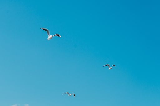 A shot of white seagulls soaring through the blue sky