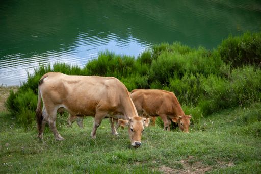 A landscape of brown cows grazing on a grass field near the river