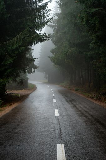 A moody view of a wet road in a foggy forest