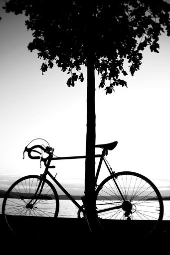 After a long bike ride, resting the bike against a tree while enjoying the view across lake Zurich.