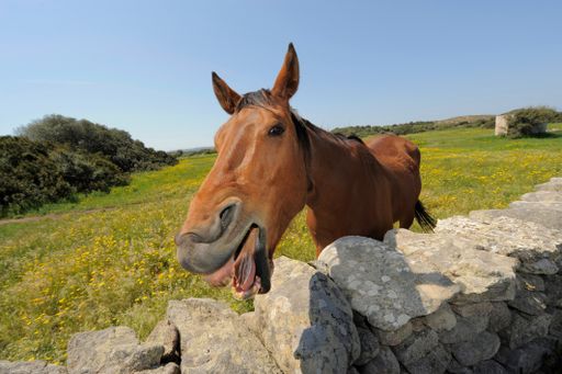 A closeup shot of a brown horse