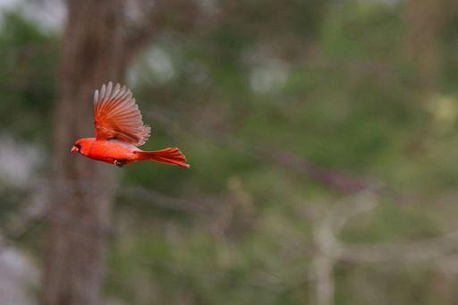 A vibrant red cardinal in mid-flight against a blurred green background, showcasing its detailed feathers and graceful movement.