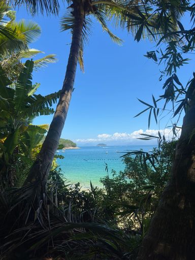 Tropical beach view framed by lush palm trees and vibrant foliage under a clear blue sky.