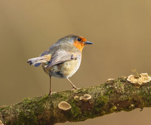 A European robin perched on a mossy branch, showcasing its vibrant red breast against a soft brown background.