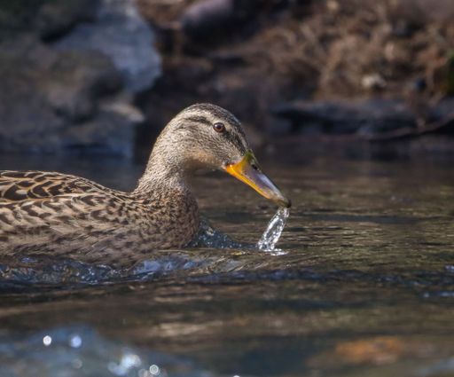 Close-up of a duck swimming in a serene river, capturing a splash of water as it moves gracefully.