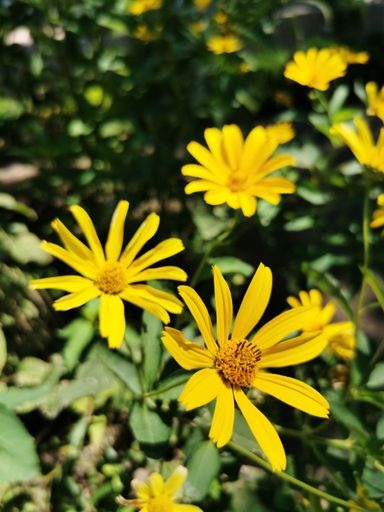 A vertical shot of yellow flowers in the meadow