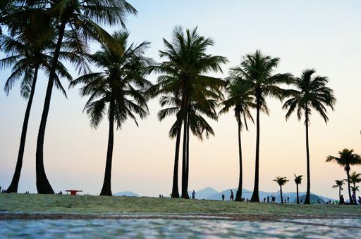 A tranquil scenery of coconut and palm trees on the sandy beach on a sunny day