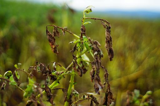 After rainy days, potato blight spreads in a field. Major fungal pest of the potato. Strong bokeh.