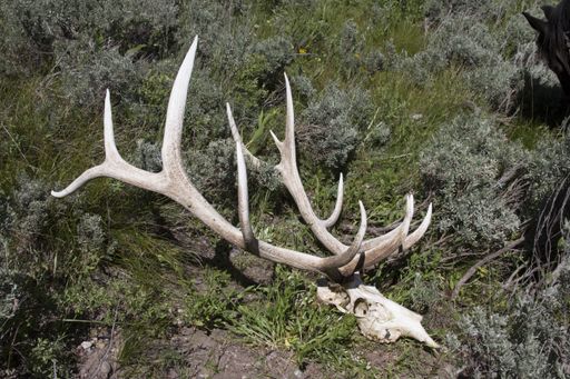 A closeup of a deer skull on the ground under the sunlight