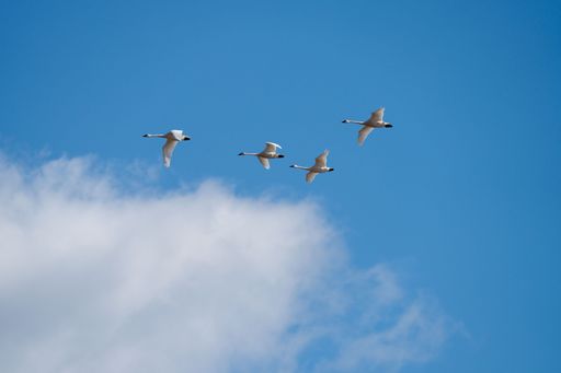 A flock of swans flying gracefully against a clear blue sky with soft clouds.