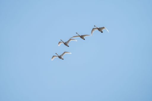 A group of swans flying in formation against a clear blue sky, showcasing the elegance of nature and avian beauty.