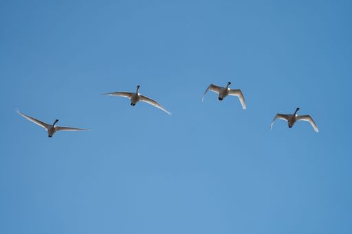 Four swans gracefully flying in formation against a clear blue sky.